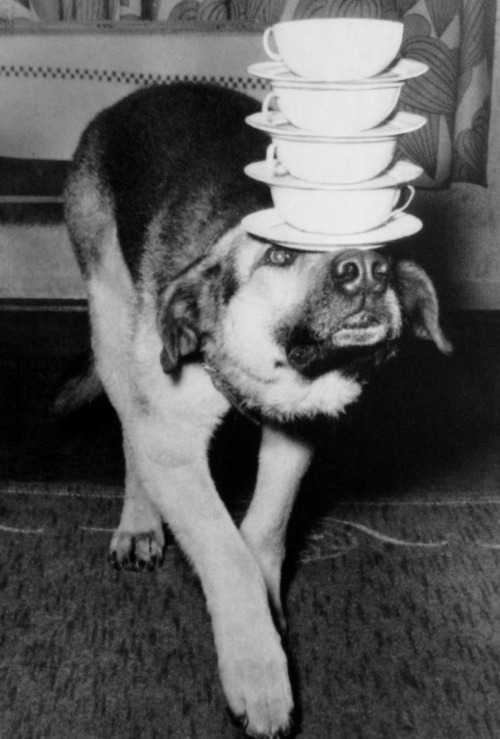 weirdvintage - A German Shepherd balances a set of cups and...