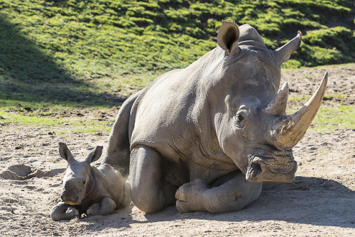 sdzoo:When a rhino goes into labor, keepers enact a 24-hour...