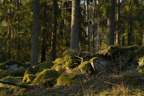 swedishlandscapes - Pictures from my 2 hour walk today, the...