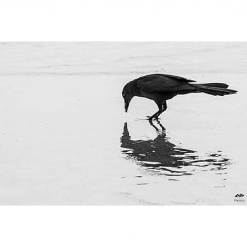 Ave negra. #bird #blackandwhite #reflection #art #mexico #ave...