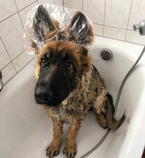 doggopupperforpres - Doggo doesnt like getting wet ears