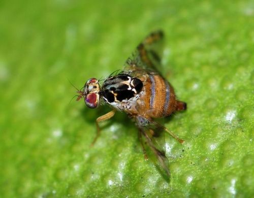 cool-critters - Mediterranean fruit fly (Ceratitis capitata)The...
