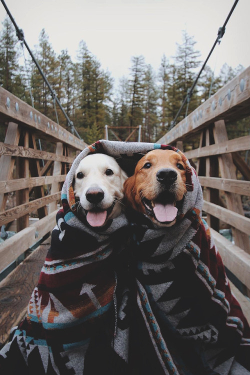 lsleofskye:Keeping each other warm and cozy this winter... |...