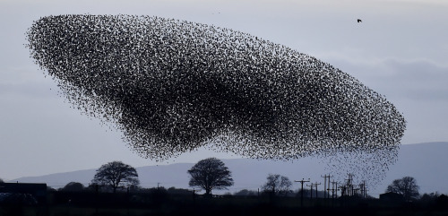 congenitaldisease - Massive flocks, sometimes up to 50,000, of...