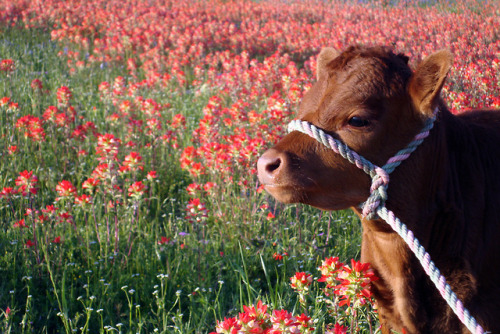 dollribbons - cute little cow baby in a field of red flowers