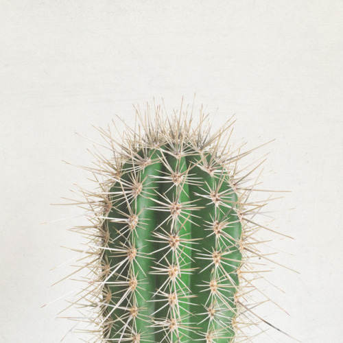 lesstalkmoreillustration - Cactus Art Print by Cassia...