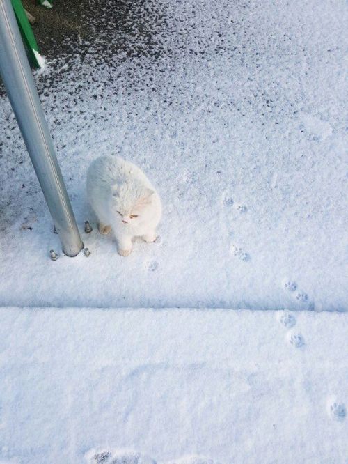 lord-kitschener - thetragiccomedian - pepoline13 - Snow kitty...
