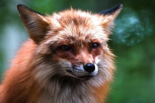 everythingfox - Red fox 