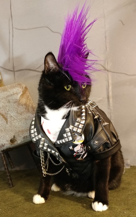 lord-kitschener - aspiringwarriorlibrarian - cat-cosplay - Punk...