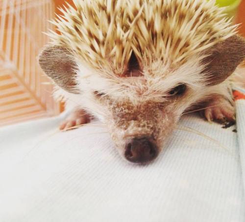 lady-griffin - I have the cutest most precious Hedgie in the...