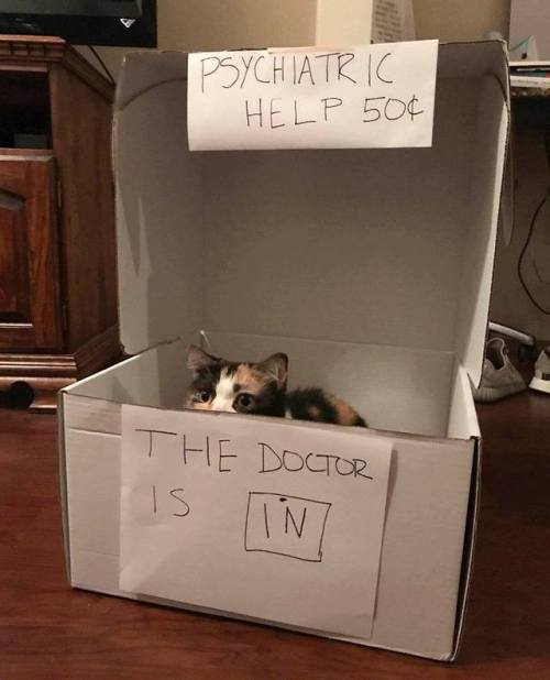 catsbeaversandducks - Sissy takes her job very seriously.Via Cat...