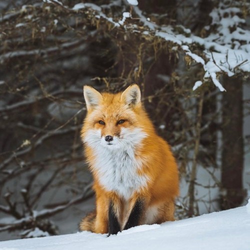 everythingfox - Untitled by Alex Boudens