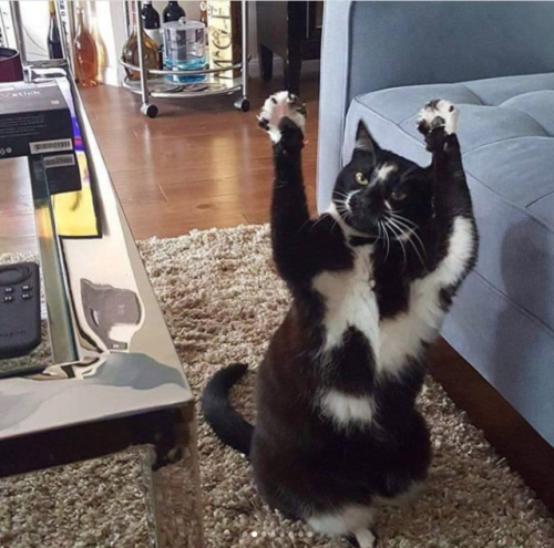babyanimalgifs:PUT YOUR HANDS UP IN THE AIR