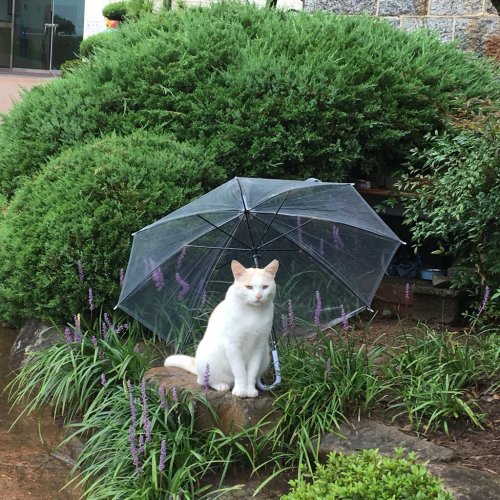 futureisfailed:(✨매동이✨さんのツイート: “비오는 아침, 누가 매동이에게 우산을 씌워주고 갔다. ☔...