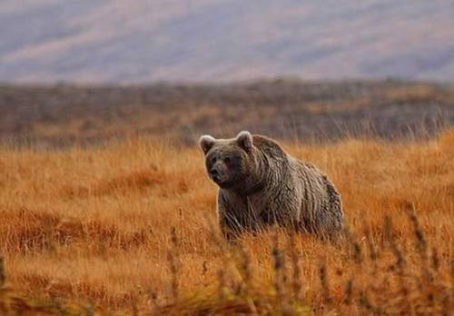 motsim - A brown bear in National Park, Pakistan.