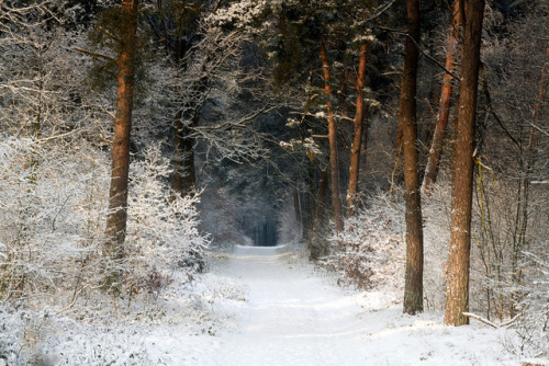 elorablue - winter path by dewollewei on Flickr.
