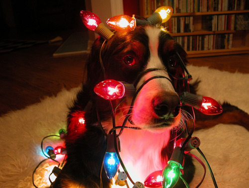 aswechoke - Here are some dogs wearing Christmas lights.