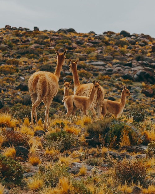 brianstowell:A family of Guanaco in Chile’s Atacama Desert....
