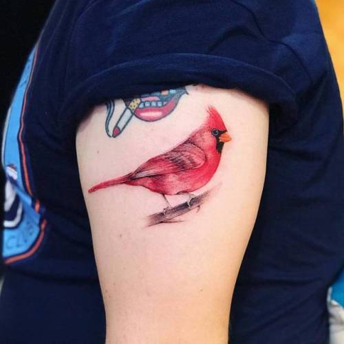 By Jay Shin, done at Black Fish Tattoo, Manhattan.... jayshin;small;cardinal;animal;tiny;bird;ifttt;little;medium size;illustrative;upper arm