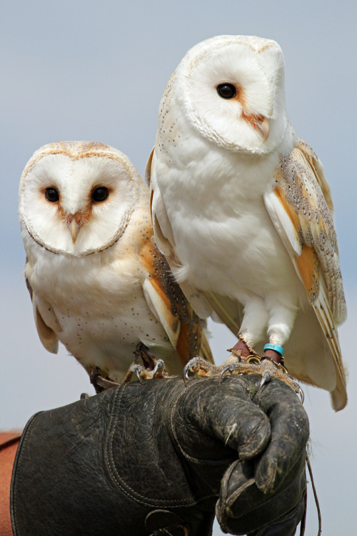 h4ilstorm - Barn Owls (by Buggers1962)