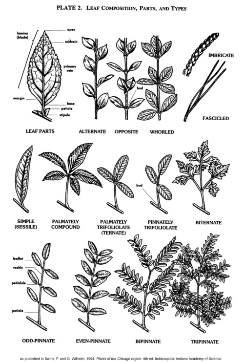 lark-in-ink - linenandwool - How to Describe PlantsTag urself...