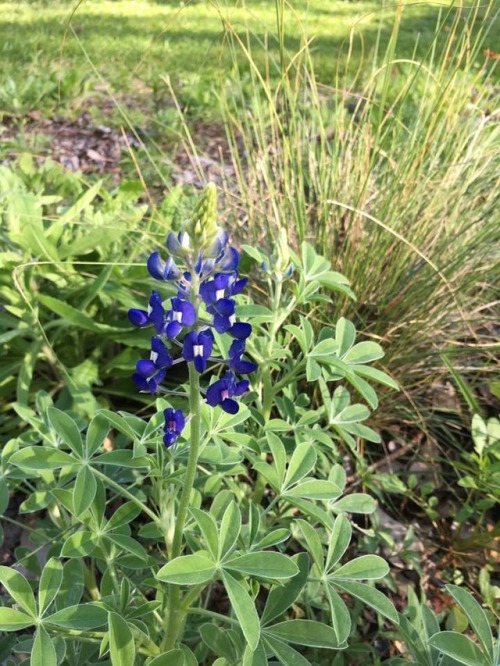 typhlonectes - Texas Bluebonnet (Lupinus texensis) in bloom,...