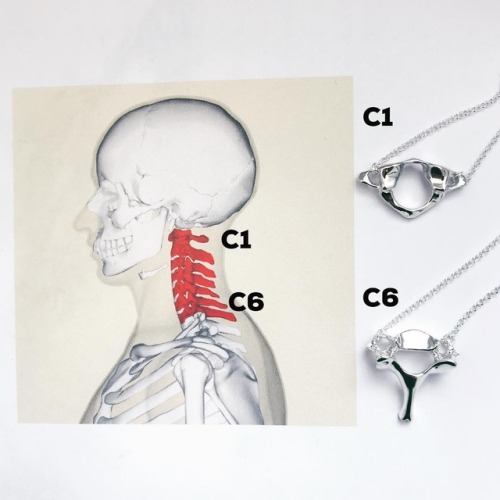 somersault1824 - These 2 little delicates vertebrae help to...