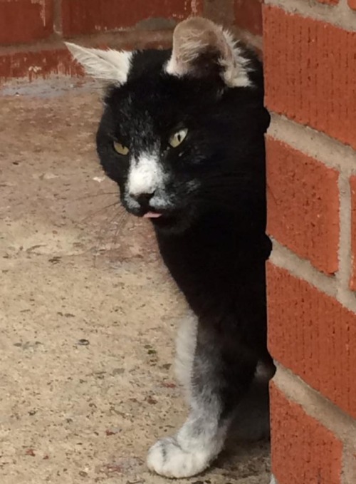 catsbeaversandducks - This Cat“I FOUND A SPECIAL CATTO TODAY AND...