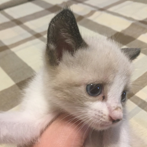 timemachineyeah - Rescued kittens need help (and...