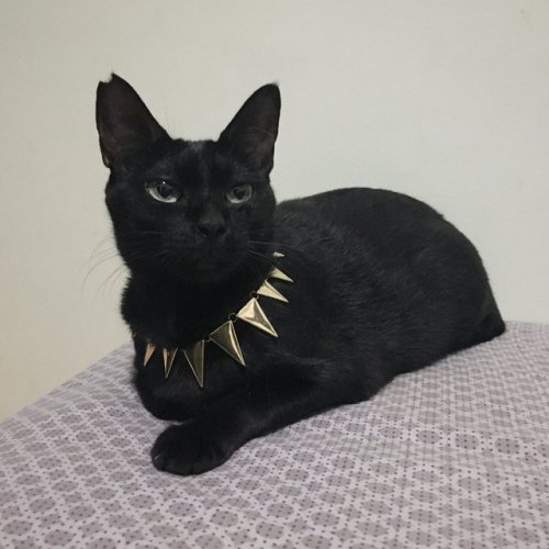 justcatposts:Black panther