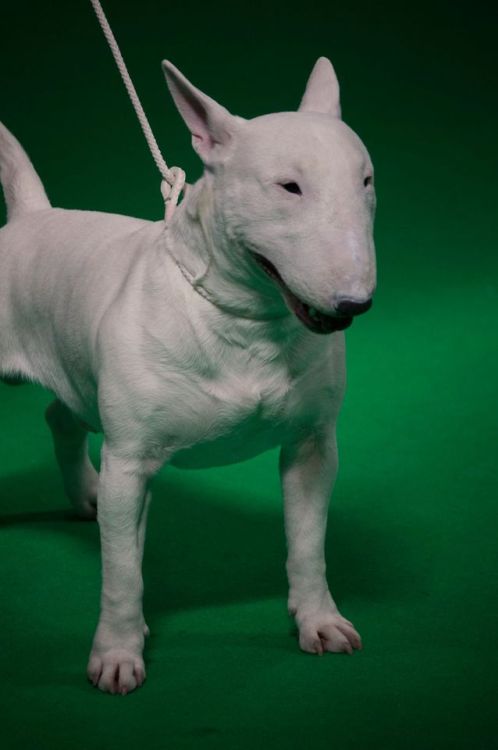 ofbullterriers - This chap had the BEST facial expressions. 