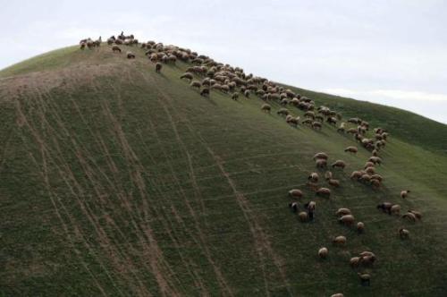 kreativekopf - Palestinians herd sheep in the Judean desert...