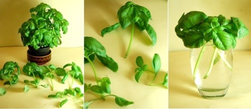 mysticnymphmagic - robosnotart - amroyounes - 8 vegetables that...