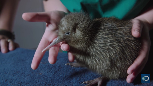 spiritphoned:EveryoneShut up no more discourse Its real kiwi hours now