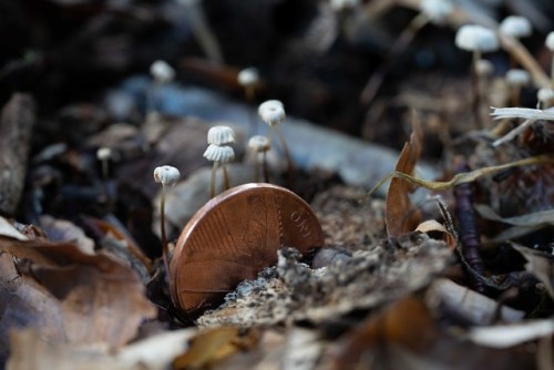 Dropped a penny and found some mushrooms