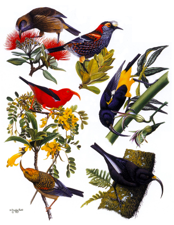 A selection of Hawaiian honeycreepers, from the art of ornithologist Douglas Pratt (more at http://www.hdouglaspratt.com/artretrospective.html).