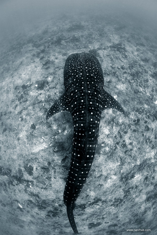 funkysafari - Whale Shark, Maldives by Andrey NarchukExtrême...