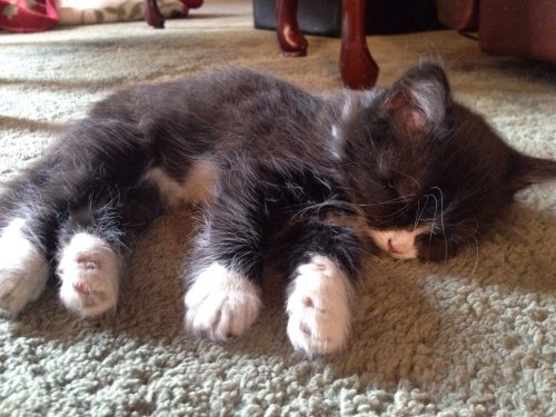 cuteness–overload:This is my new kitten, Annie,...