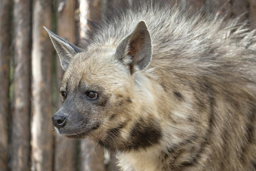 zooreviews - Striped Hyena by San Diego Zoo Global on Flickr.