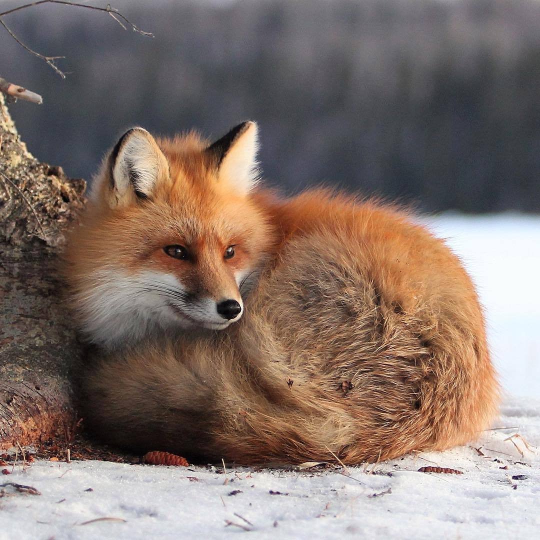 everythingfox:
““Just Chillin’“ by Duane Larson
”