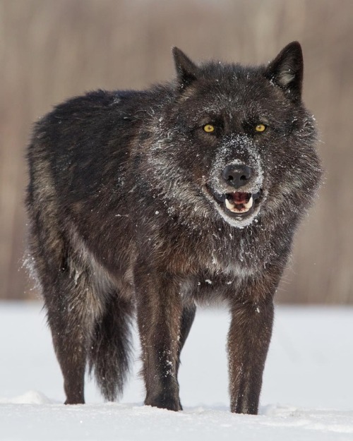 Black Wolf by © cjm_photography