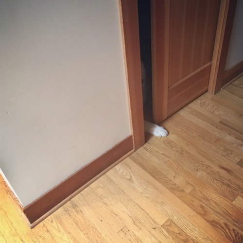 skookumthesamoyed - Sweet boy hiding from fireworks in the pantry