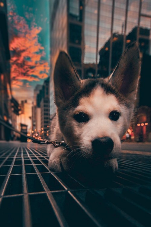 alecsgrg:Puppy love | ( by Yeshi Kangrang )