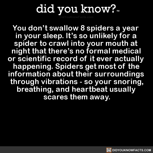 you-dont-swallow-8-spiders-a-year-in-your-sleep