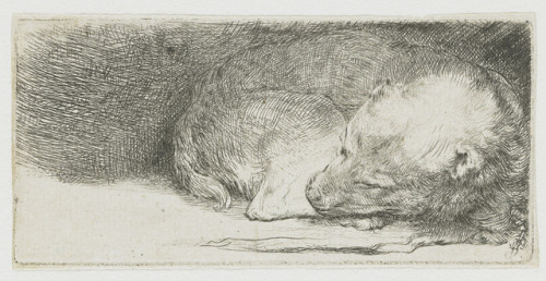 artist-rembrandt - Sleeping puppy, 1640, Rembrandt