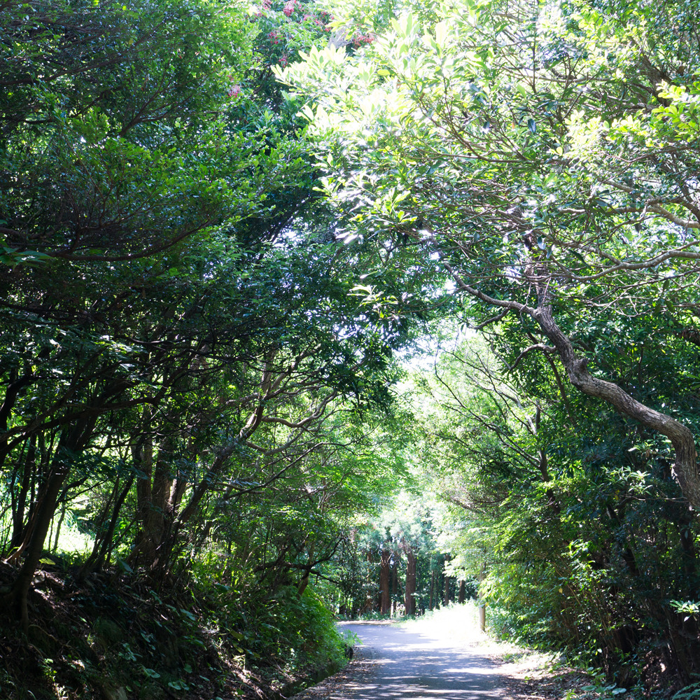 屋久島緑のトンネル