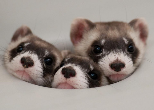 cuteanimalspics - 3 Innocent looking ferrets (Source - ...