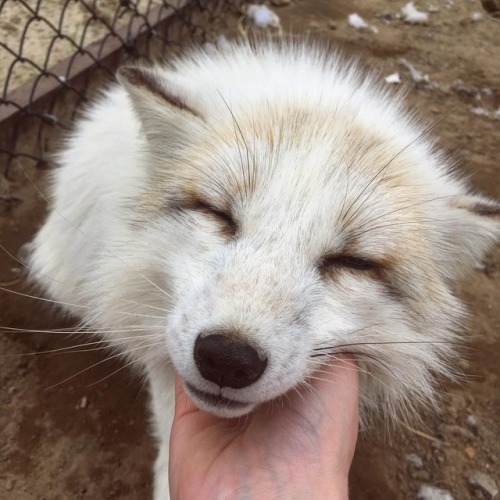 everythingfox - My dog does the exact same face when I scratch...
