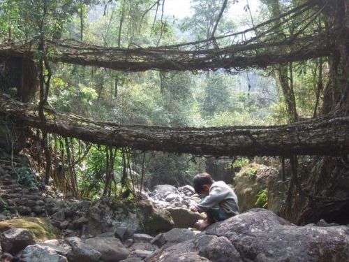 atlasobscura - The Root Bridges of Cherrapunji - Shillong,...