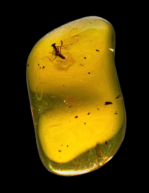 bijoux-et-mineraux - Mantis in Amber (Miocene) - Chiapas,...